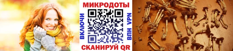 Псилоцибиновые грибы Psilocybe  Купить закладки  Тутаев 